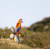 HQ Spin Critter Parrot