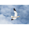 HQ Seagull 3D