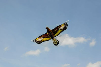 Gunther Golden Eagle