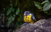 Makebug Yellow-Bellied Tit
