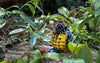 Makebug Yellow-Bellied Tit