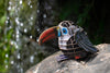 Makebug Red-Billed Toucan