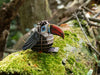 Makebug Red-Billed Toucan