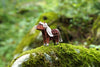 Makebug Black Forest Horse