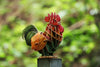 Makebug Rooster