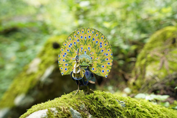 Makebug Green Peafowl