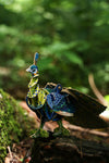 Makebug Green Peafowl