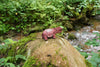 Makebug Hippo