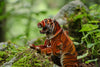 Makebug Siberian Tiger