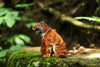 Makebug Siberian Tiger