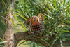 Makebug Robin
