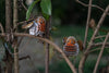 Makebug Robin