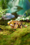 Makebug Jinyunpelta