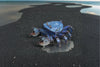 Makebug Stone Crab