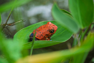 Makebug Poison Dart Frog