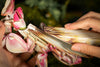 Makebug Orchid Mantis