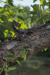 Makebug Rainforest Scorpion