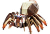 Makebug Jumping Spider