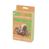 Makebug Jumping Spider