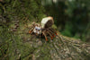 Makebug Jumping Spider
