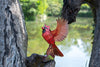 Makebug American Cardinal