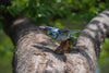 Makebug Blue Jay