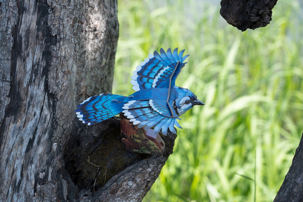 Makebug Blue Jay