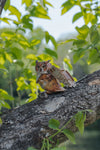 Makebug Great Horned Owl
